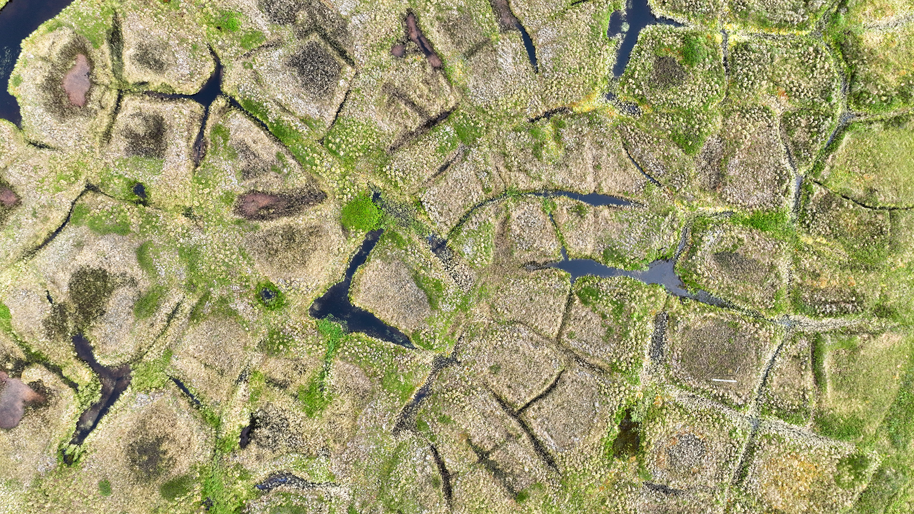 Permafrost Polygon Field, Herschel Island